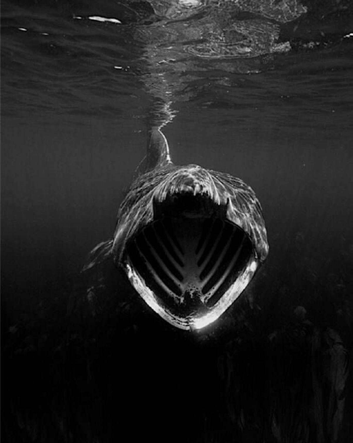 深海恐惧 黑色图片