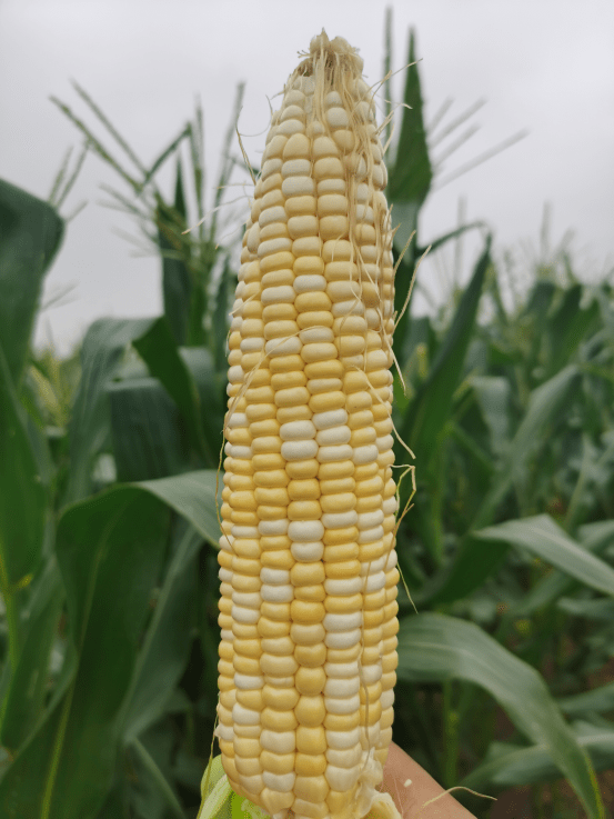 这款水果玉米"高富帅",齁甜到令人犯规