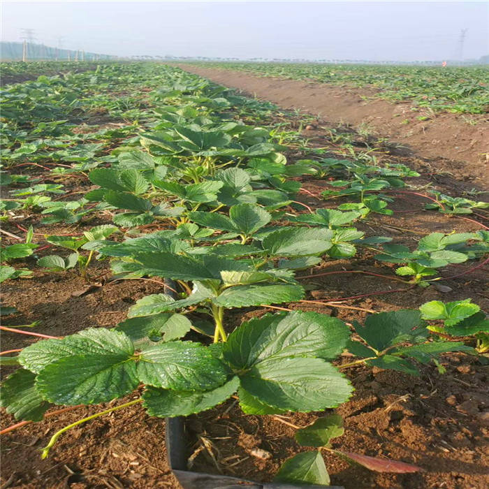 淡雪草莓苗品种介绍