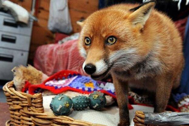 原创狐狸大熊猫靠卖萌成为国宝我靠卖萌成为宠物这不算过分吧