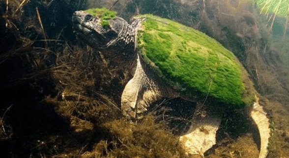 特产早知道绿毛龟