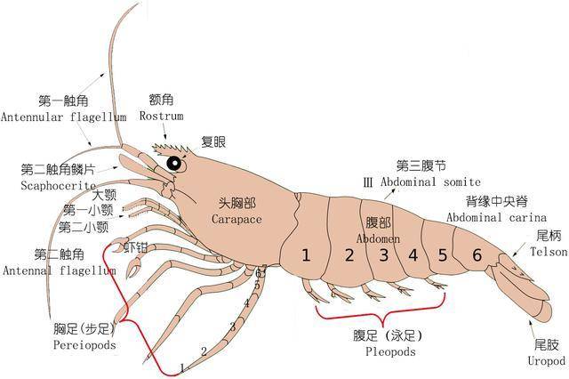 如何鉴别对虾,罗氏虾,北极甜虾……一文解决虾认识