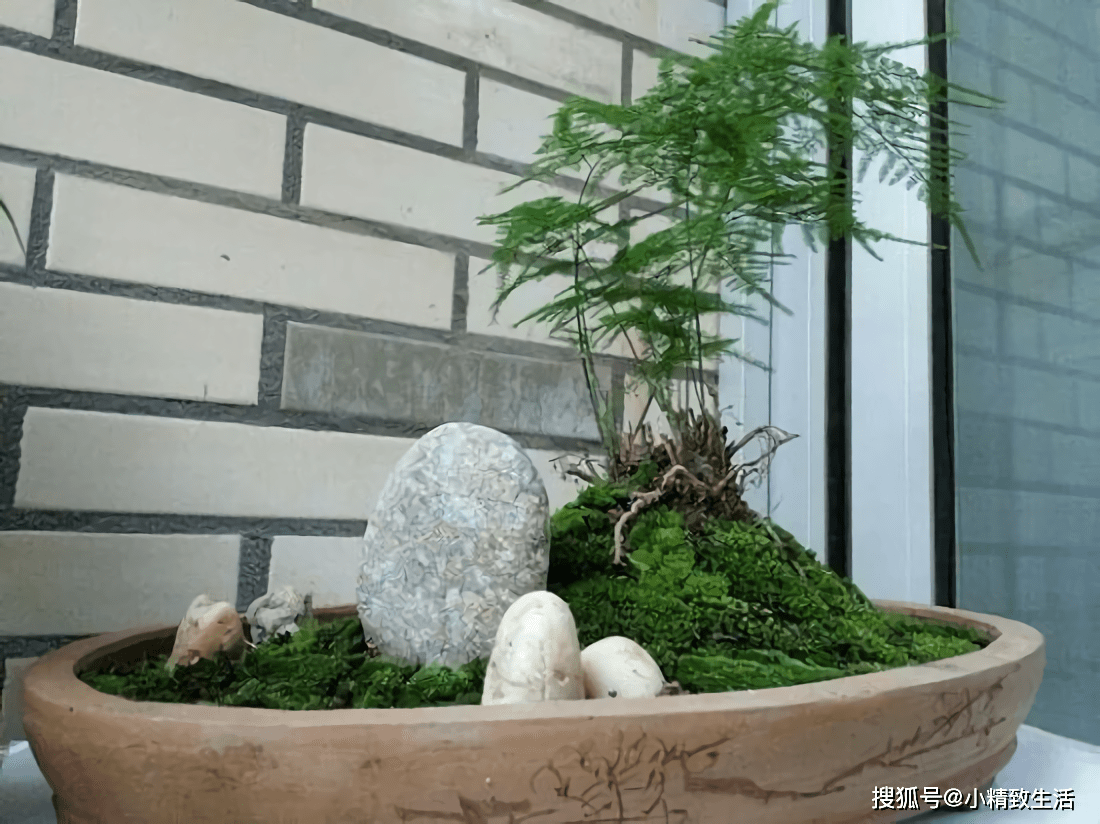 养小不养老,3年以上的老文竹,别再爬墙了,剪了做老桩更有韵味