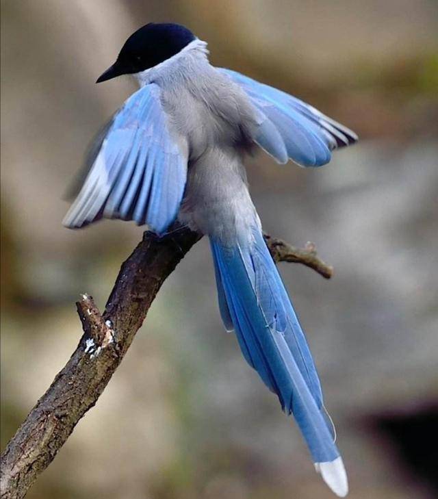 黑色头蓝色长尾巴的鸟图片