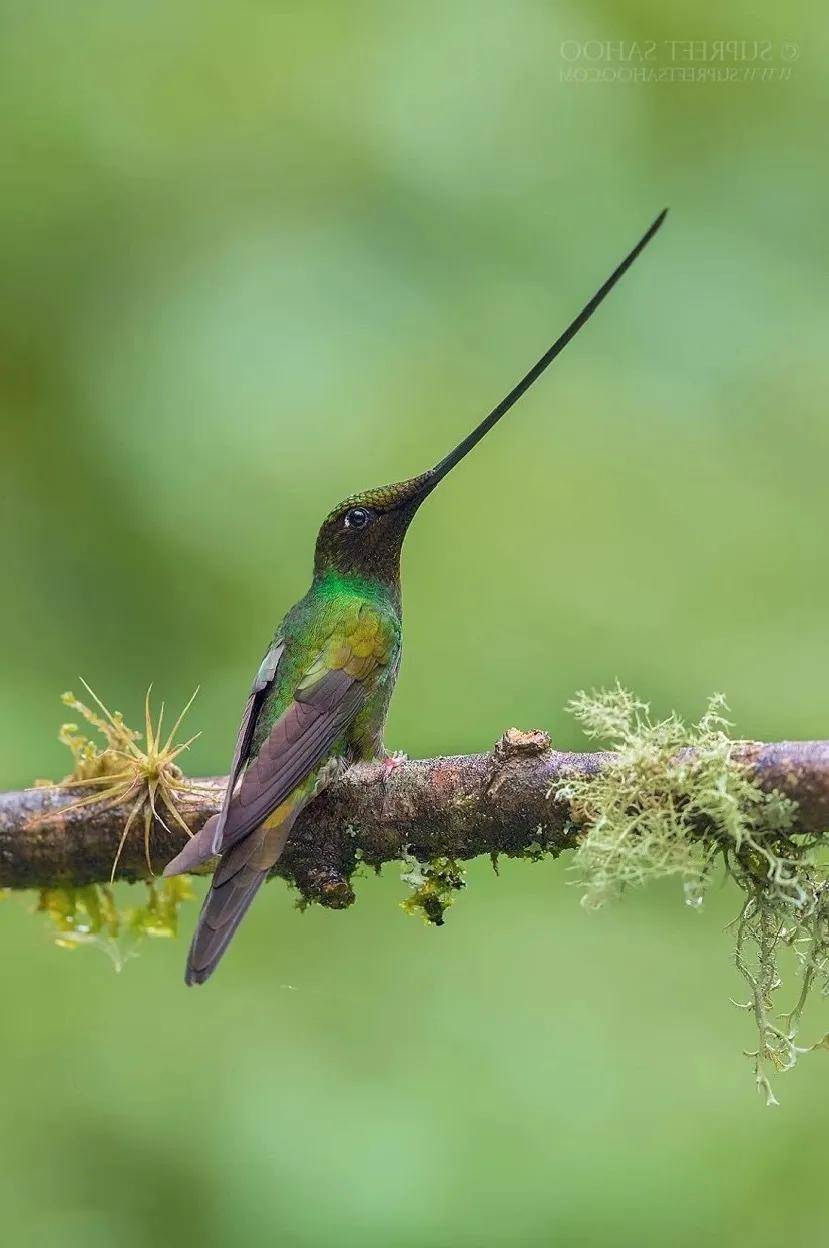 乐高ev3作品小鸟