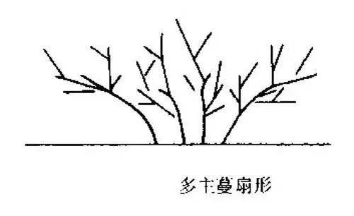 图解葡萄整形技术!扇形,独龙干,h型,星型,哪种架型适合你?_树形