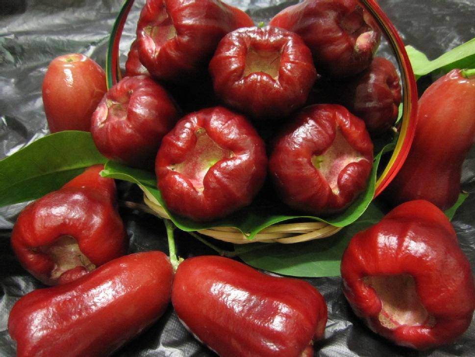 白酒|小知识：莲雾也能酿酒吗？