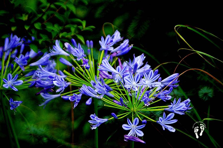 盛夏七月 西安植物园浓郁的百子莲 让你顿感清凉舒爽