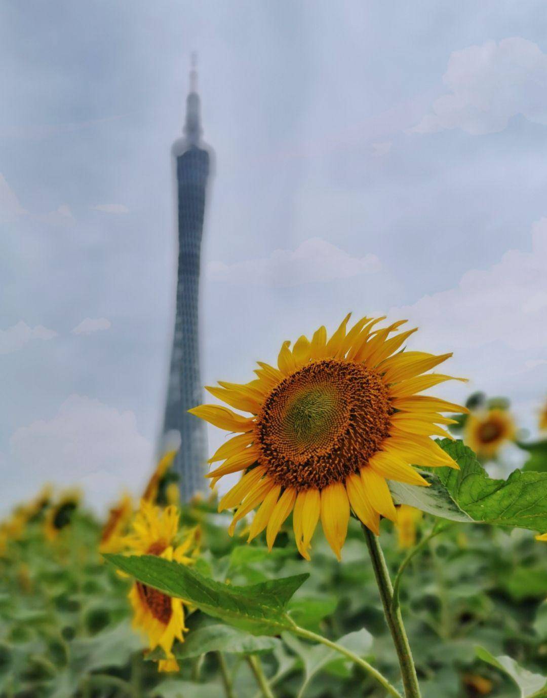 原創廣州塔下有一大片向日葵花海,地鐵直達,賞花正當時