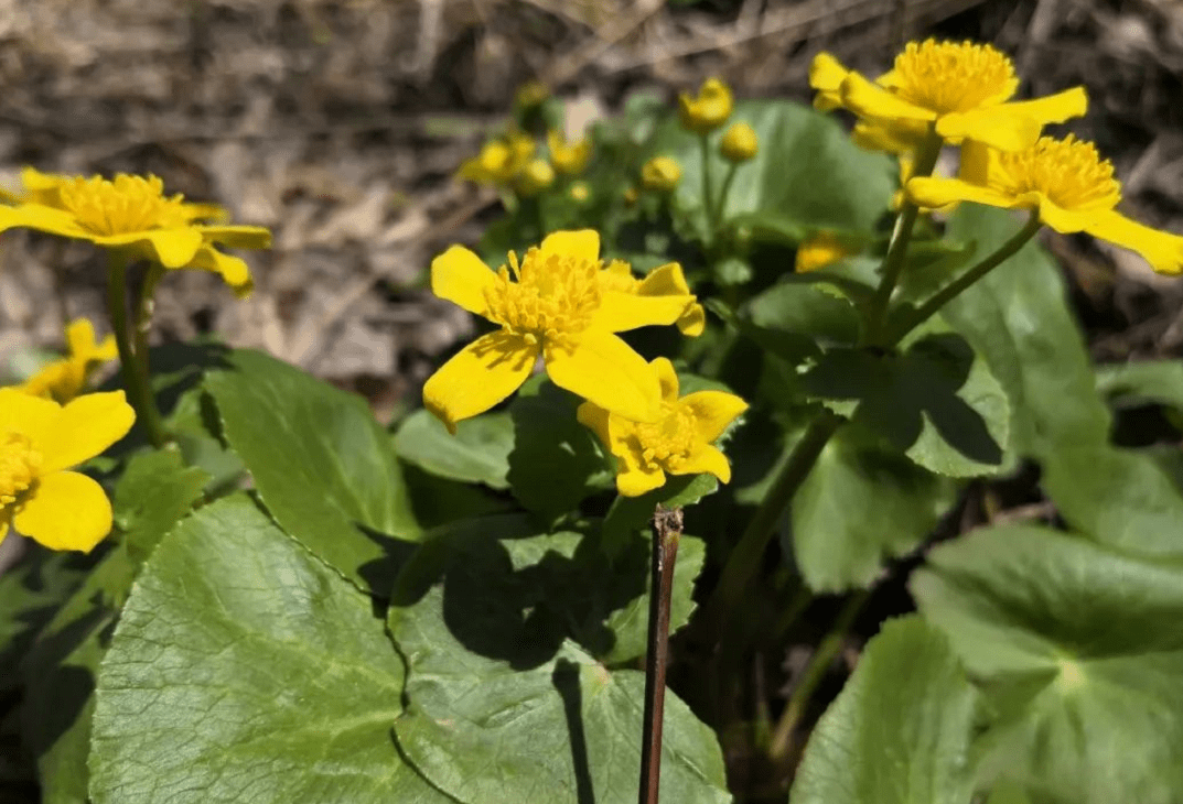 驢蹄草驢蹄草,學名:caltha palustris l,是毛茛科,別稱:馬蹄葉,馬蹄草