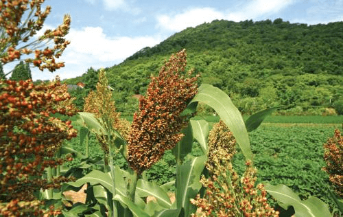 酱香酒|选择原料时，为何优质酱香酒都喜欢使用赤水河谷的红缨子高粱？
