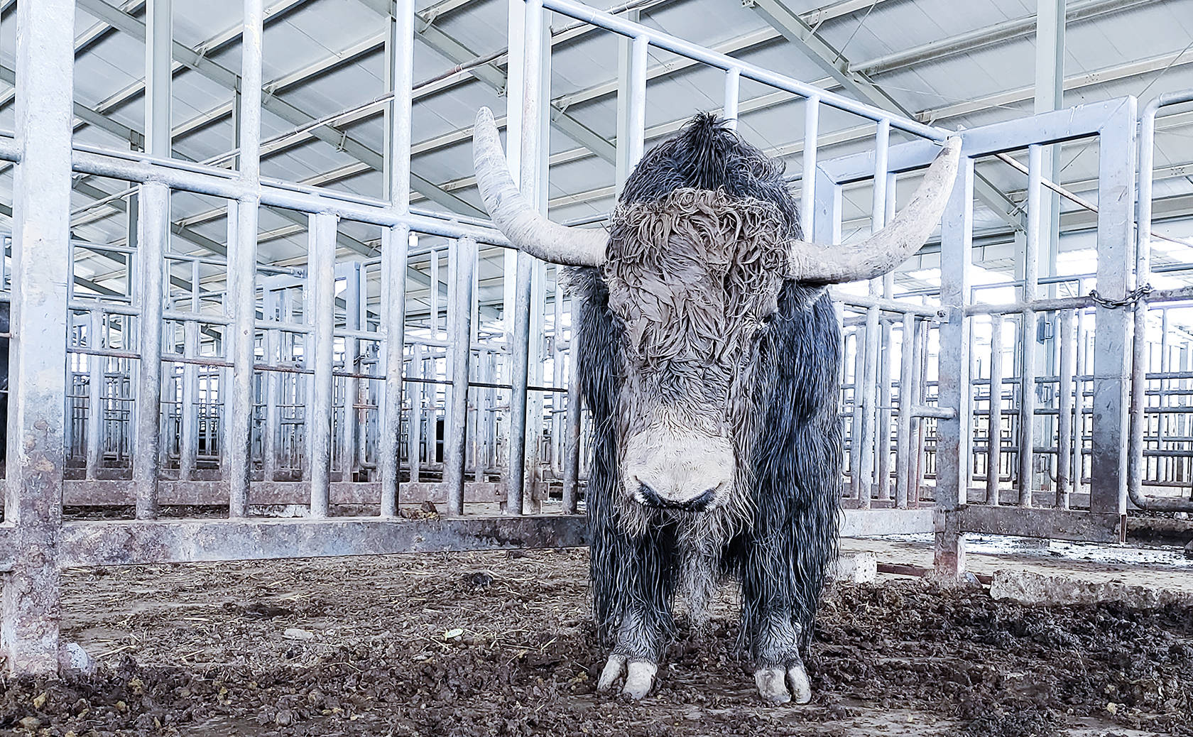 看吧,极品野牦牛,23000一头,品种好,1300斤