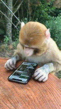 【猴子玩手机】猴子在游客那儿“借”了个手机 上手很快啊