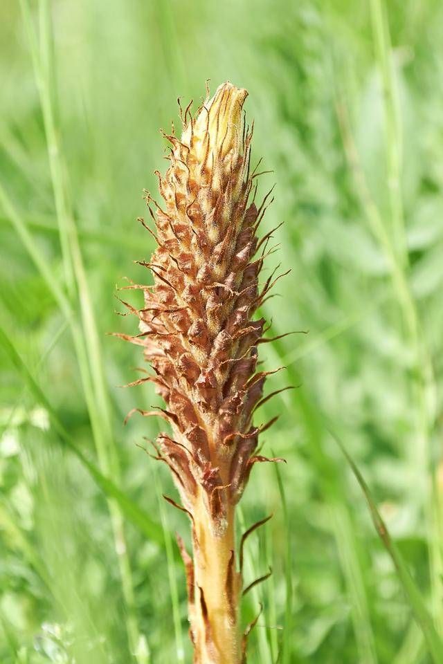 沙漠中孤独的植物肉苁蓉-漠北至尊