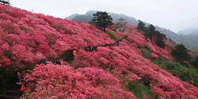 湖北麻城龜峰山杜鵑花紅遍山脈10萬畝花海賞心悅目賞花正當時