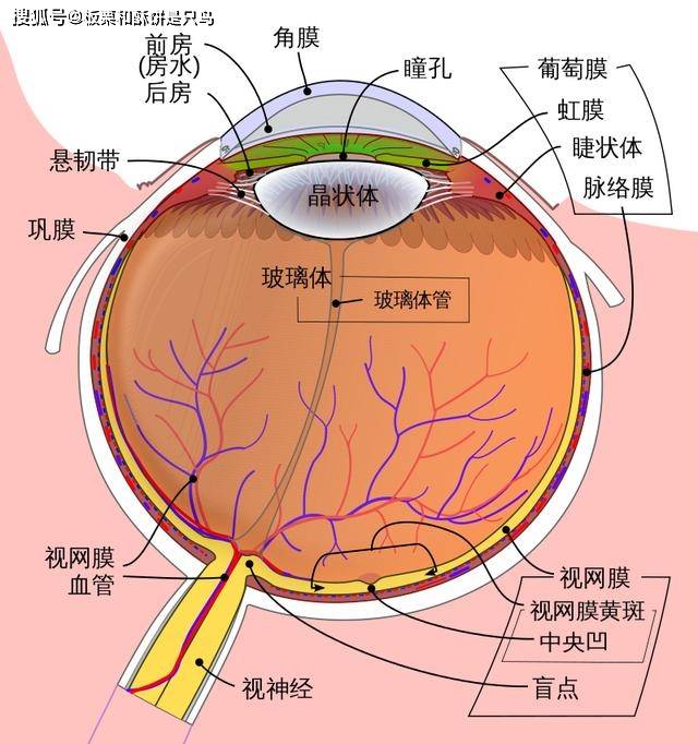 鸟类眼睛结构示意图图片