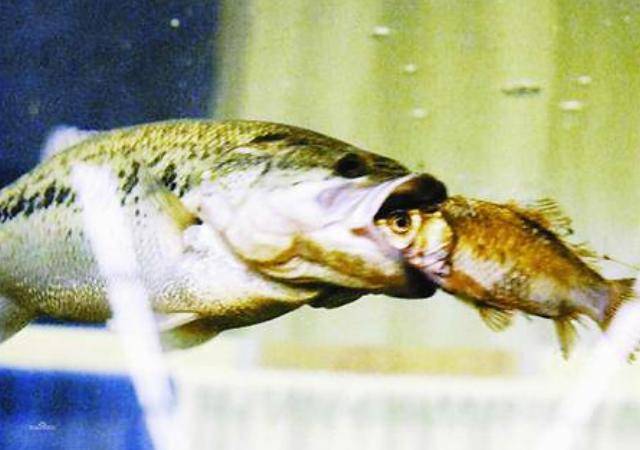 原创外国"鱼王"入侵中国,原来能长到一百斤,现在却超不过3斤