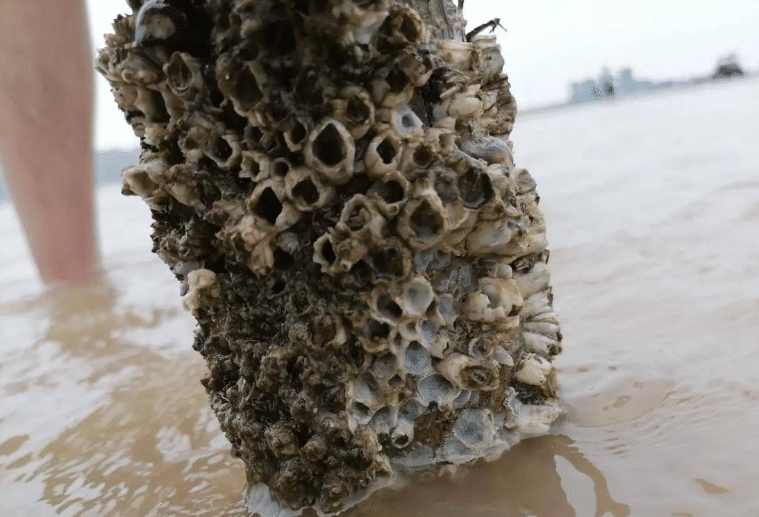 原创"果然和电视上介绍的一样,这些藤壶附着在竹子上非常的牢,"哈哈!