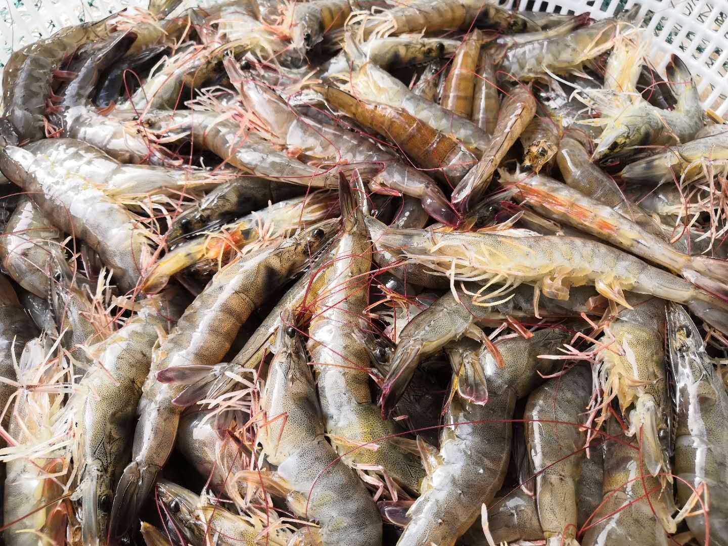 夏天是活虾大量上市的时间,爱吃虾的朋友们有福了