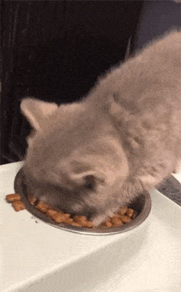 猫吃饭gif图片