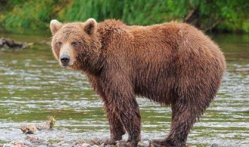 熊这种动物有多可怕