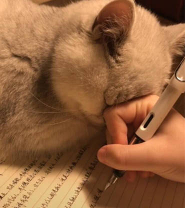 猫咪陪主人熬夜工作,快睡着时的一个动作,让主人看了非常暖心_作业