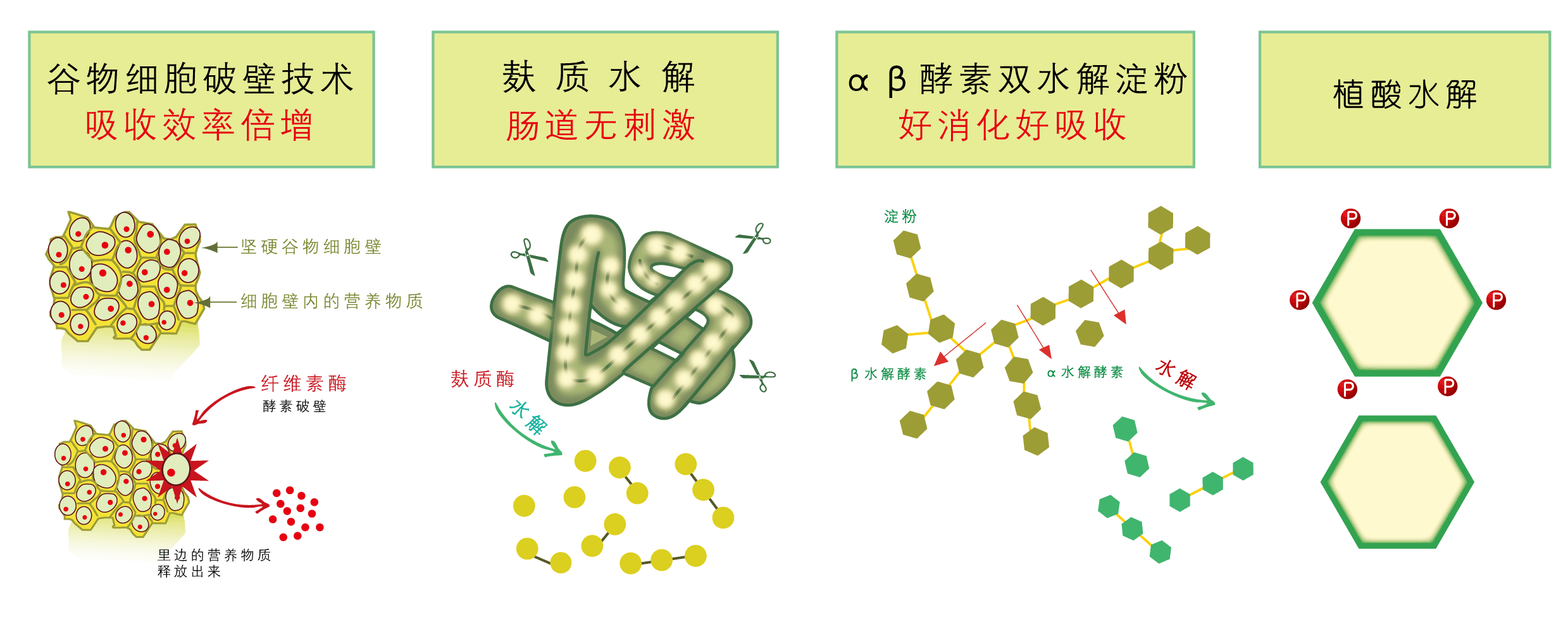 麸质为存在谷物中的一种蛋白,而宝宝分解此蛋白能力尚未健全,米精经过