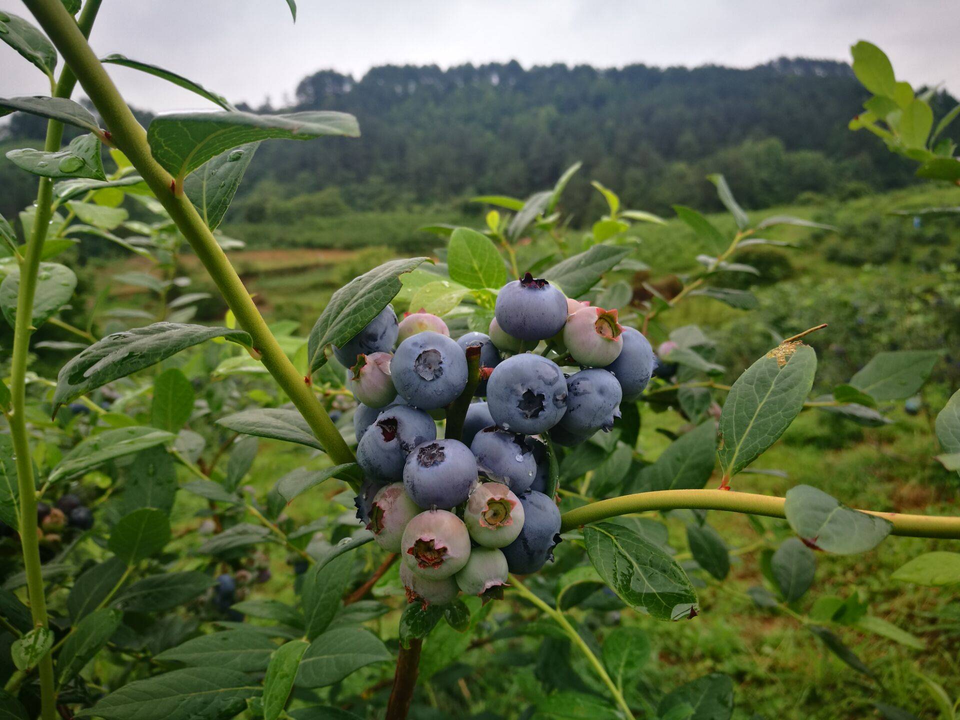 贵州蓝莓基地:人间仙果·麻江蓝莓