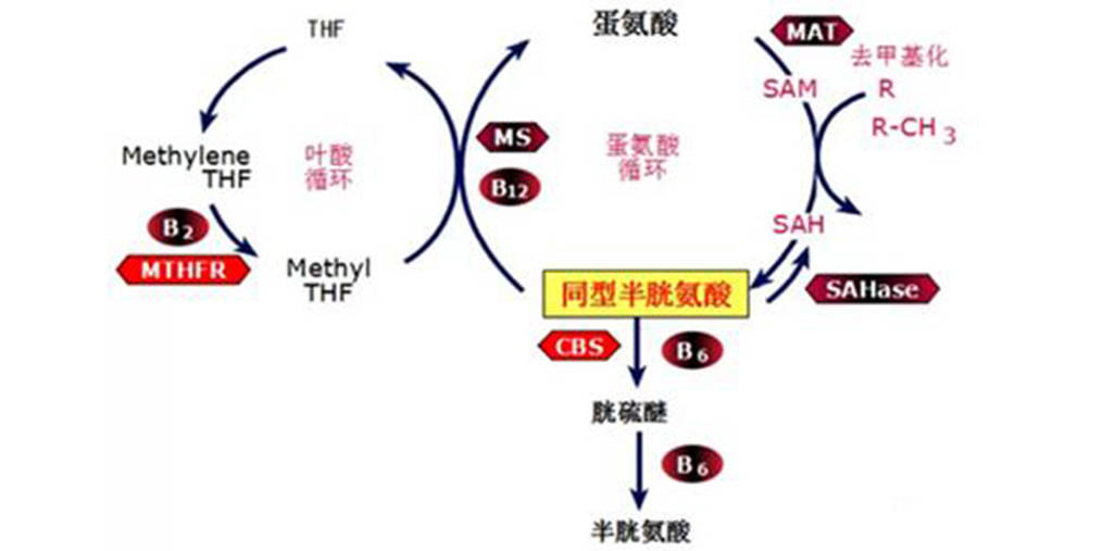 在蛋氨酸合成酶的催化下合成蛋氨酸,还可以通过叶酸循环和甜菜碱参与