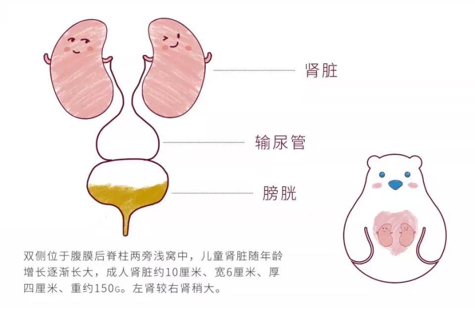 为了保护肾宝宝请远离这几个坏习惯