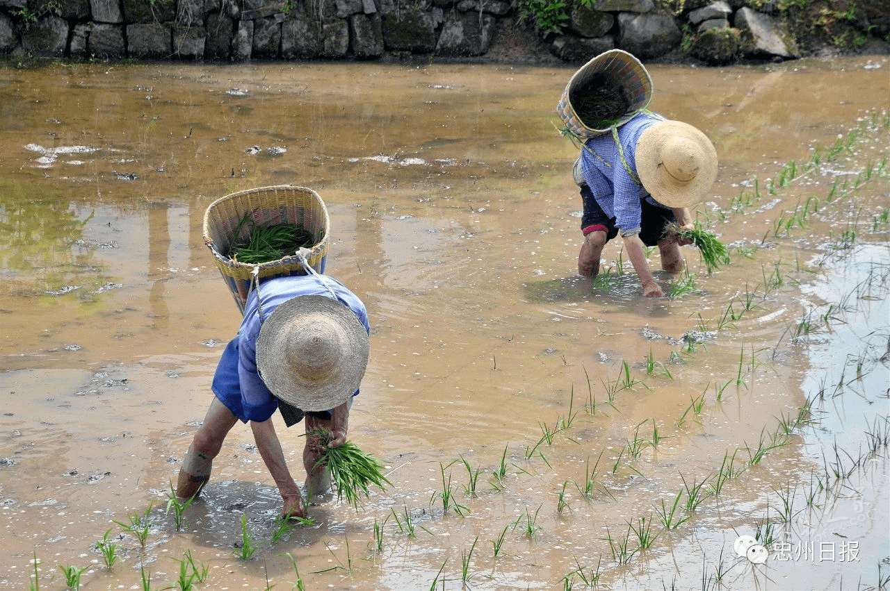 【区县解读—影像】拔山镇农忙庆丰收