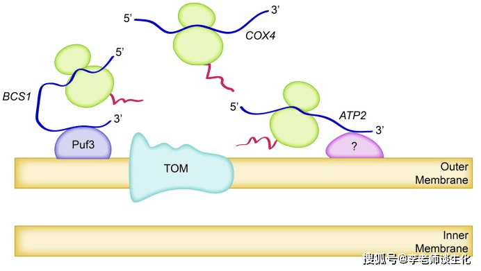 蛋白质翻译和加工转运的游离核糖体途径(二)
