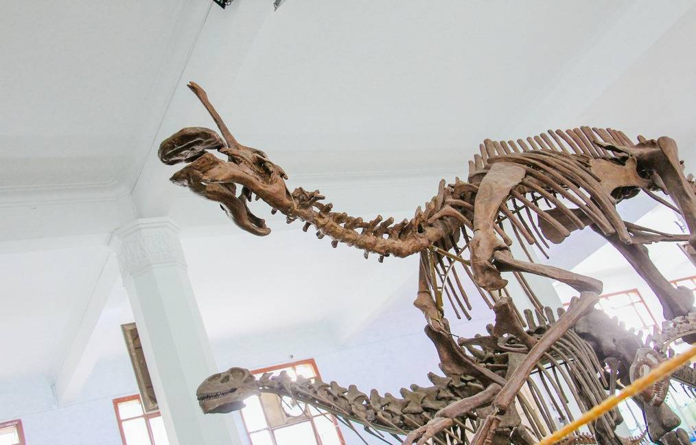 世界上最大的恐龙化石,重达77吨的雷龙化石,听起来就十分惊人
