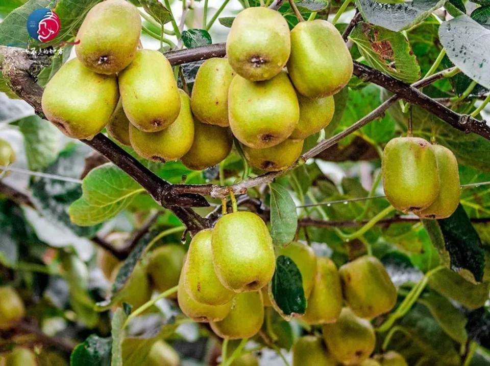 彭山猕猴桃,免费送送送!