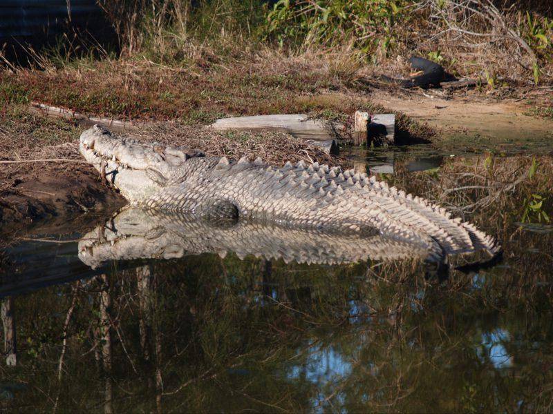 澳洲著名100岁一吨重鳄鱼王死亡,将被做成标本