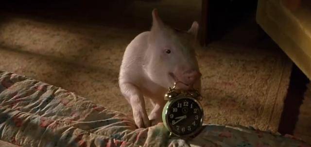 原创电影《小猪宝贝》:小猪为了不被做成烤肉,每天苦练牧羊本领