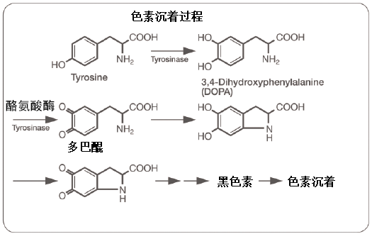 美白亮肤,抗衰淡斑,安全高效抑制酪氨酸酶,功效强于氢醌的成分_黑色素