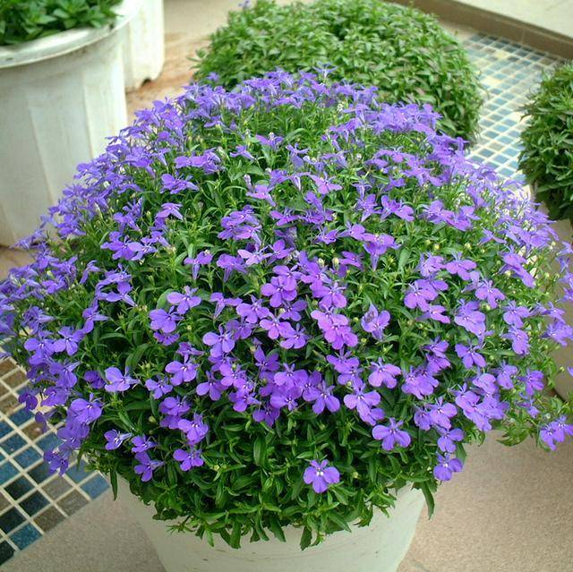 花团锦簇饱满鲜艳的翠蝶花,六倍利这么养护,清香宜人浪漫满屋