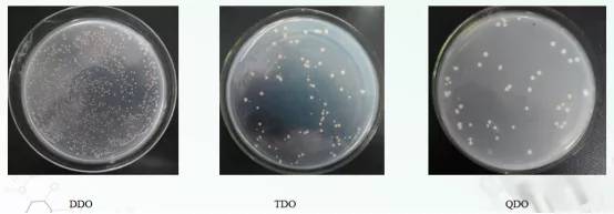 诱饵质粒重组质粒pgbkt7-a和猎物空载pgadt7共转化y2hgold酵母菌株