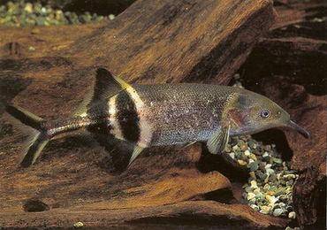 它们的数量仅仅只能与大熊猫的数量持平乾隆皇帝最喜欢吃的鱼