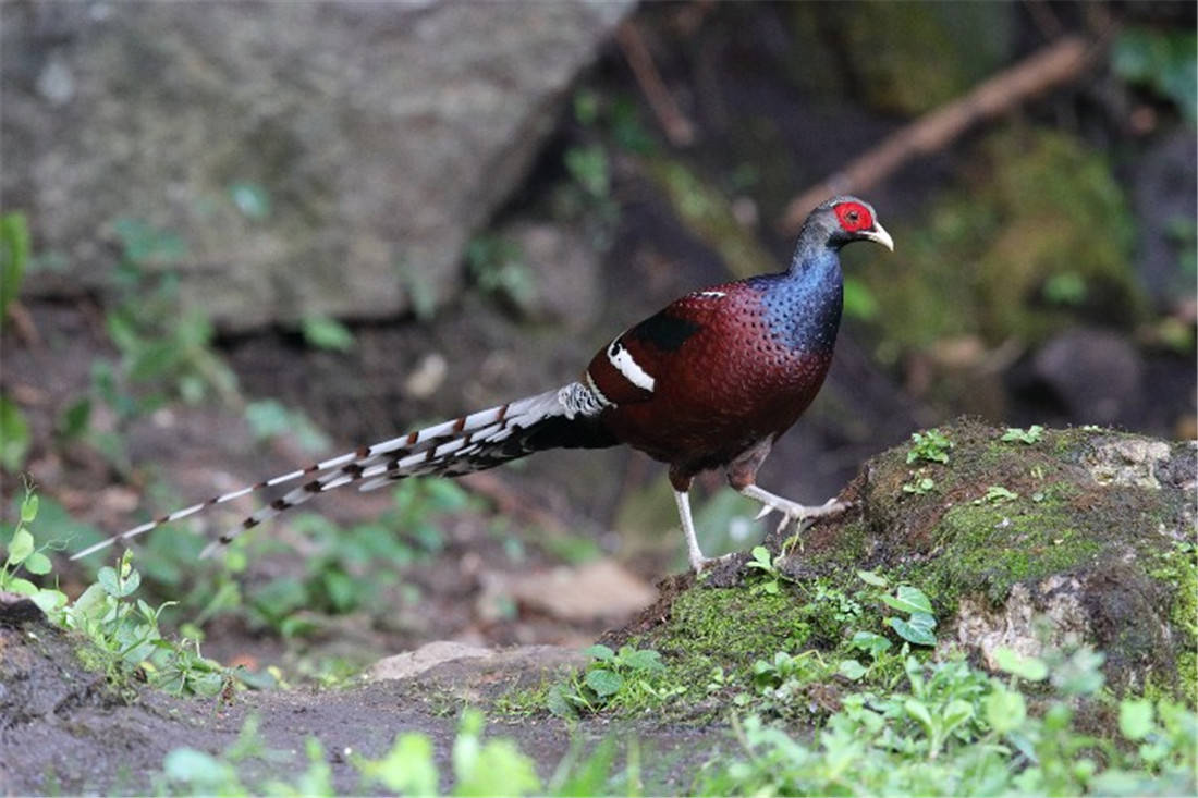原创云南无量山发现哑巴鸡带娃觅食,撞见人敢跳起来对峙,让雏鸡先逃
