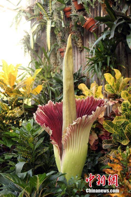 多倫多動物園巨魔芋開花遊客尋臭觀花