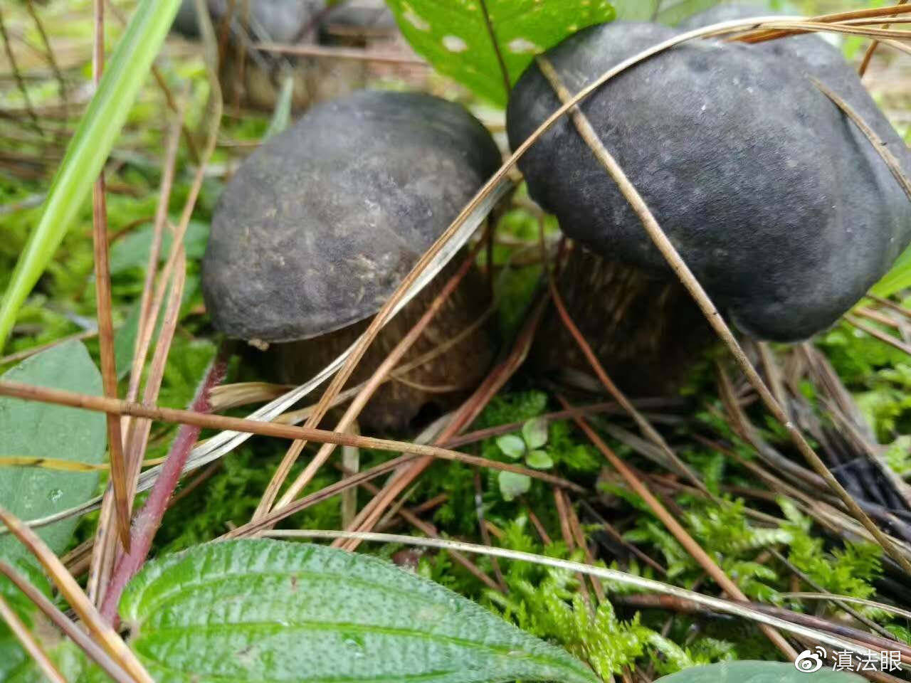 羊肝菌(可食用.