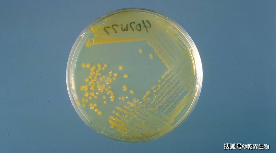 1克)1个③一次性无菌培养皿(90mm)10个④100ml量筒1个⑤三角烧瓶(500