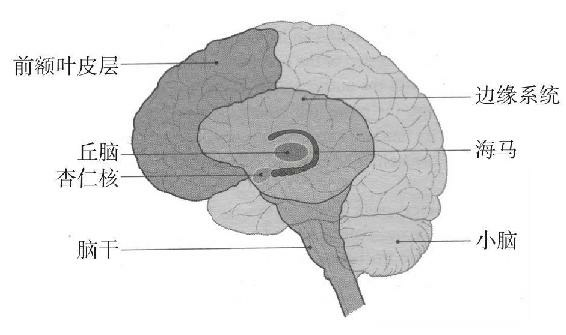 大脑边缘系统结构图片