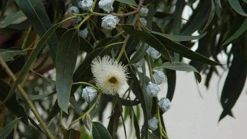 以尤佳利精油来治疗呼吸系统疾病最好的方式是利用吸入疗法,你可以