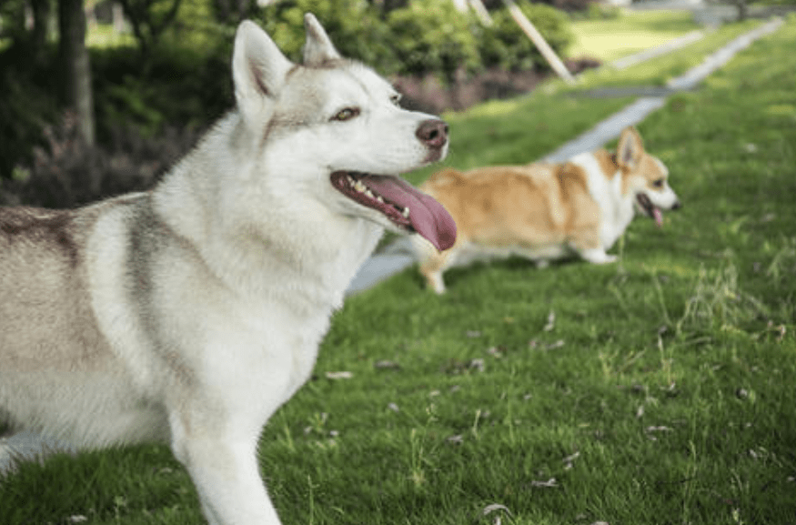 原创哈士奇为"迎接"铲屎官回家,从三楼跳下却把主人砸晕