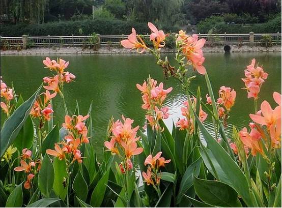 水生美人蕉的养殖方法