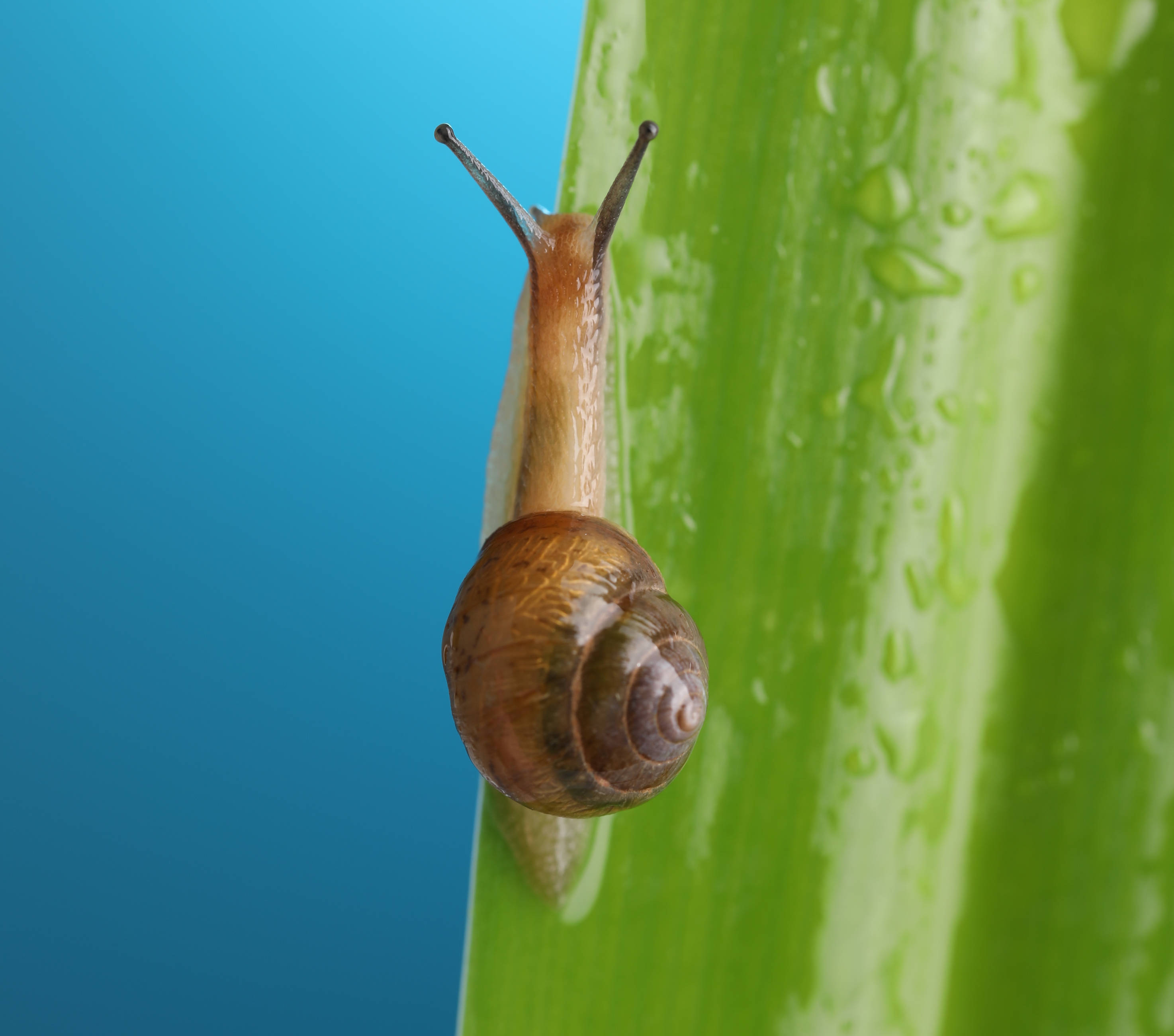 了解过白玉蜗牛的价值吗?