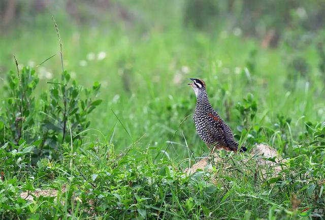 他是唐朝最后一位诗人,一诗成名,短短56字写尽天下游子的凄苦_鹧鸪